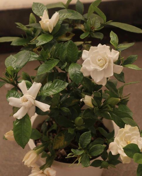 Gardenia Jasminoides (Гардения жасминовидная)