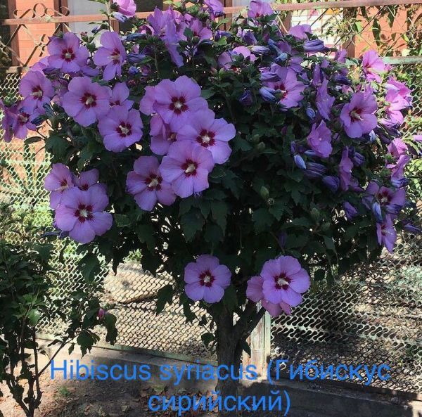 Hibiscus syriacus (Гибискус сирийский)