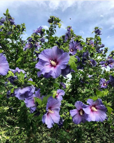 Hibiscus syriacus (Гибискус сирийский)