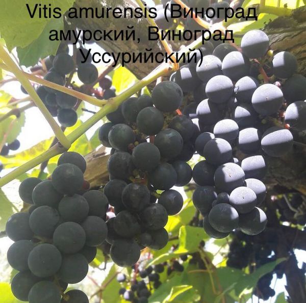 Vitis amurensis (Виноград амурский, Виноград Уссурийский)