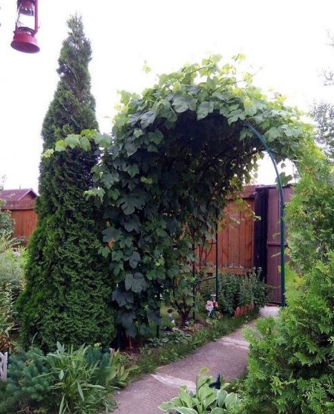 Vitis amurensis (Виноград амурский, Виноград Уссурийский)