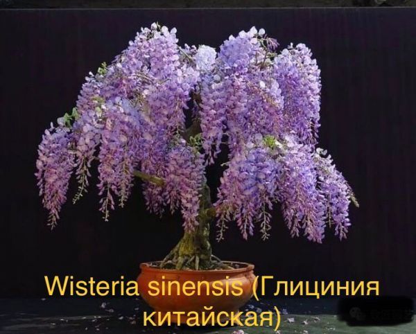 Wisteria sinensis (Глициния китайская)