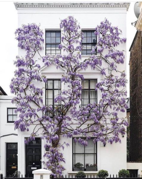 Wisteria sinensis (Глициния китайская)