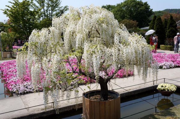 Wisteria Alba (Глициния Альба, Глициния китайская белая)