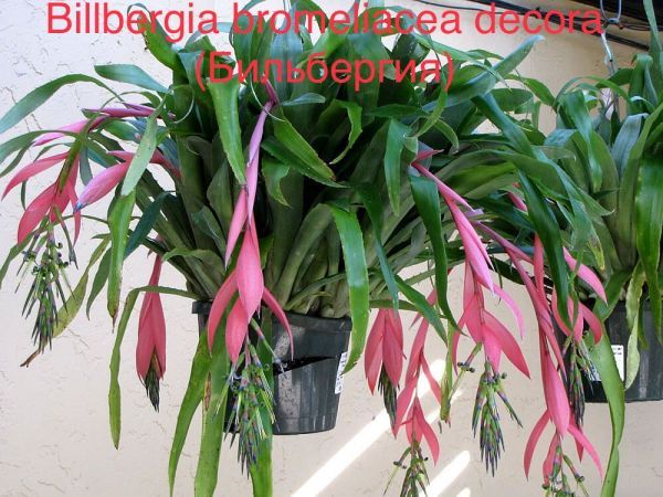 Billbergia bromeliacea decora (Бильбергия)