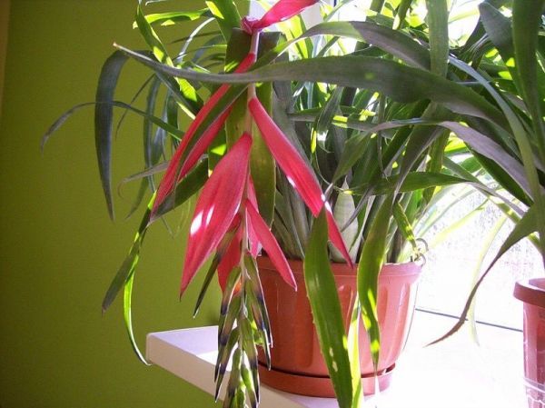 Billbergia bromeliacea decora (Бильбергия)