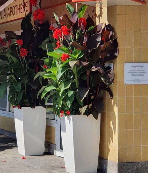 Canna indica (Канна индийская, Канна Индика)