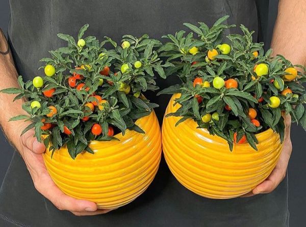 Solanum korallenstrauch pseudocapsicum (Солянум псевдокапсикум)