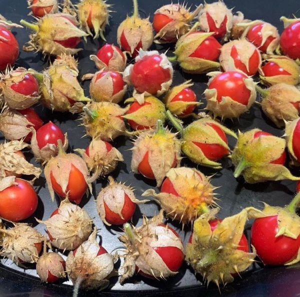 Solanum sisymbriifolium (Томат личи)