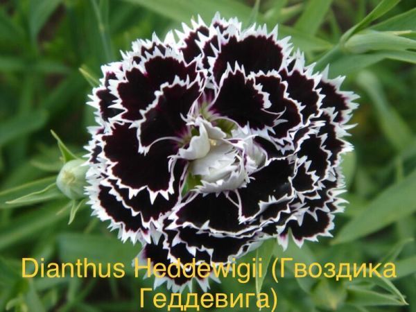 Dianthus Heddewigii (Гвоздика Геддевига)