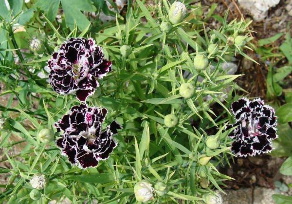 Dianthus Heddewigii (Гвоздика Геддевига)