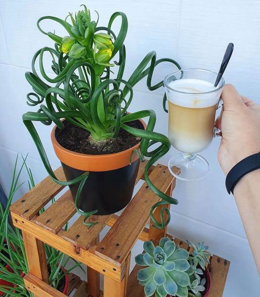 Albuca spiralis (Альбука спиральная)