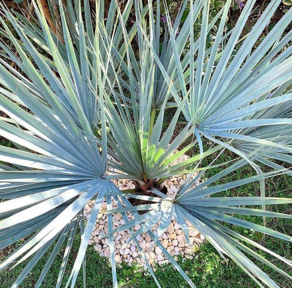 Brahea nitida (Брахея Нитида)