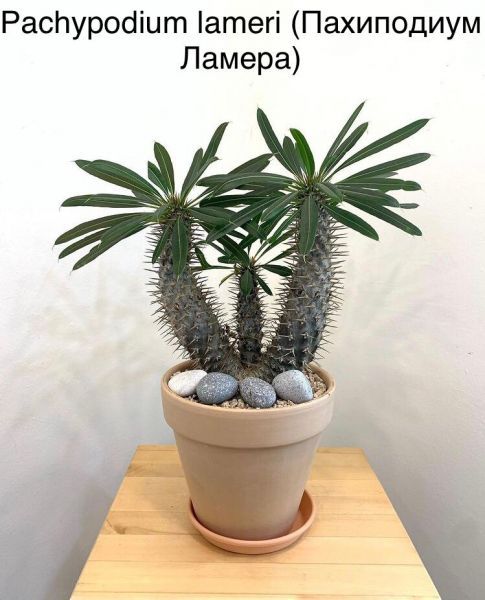 Pachypodium lameri (Пахиподиум Ламера)