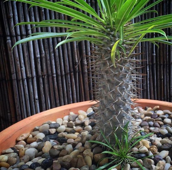 Pachypodium lameri (Пахиподиум Ламера)