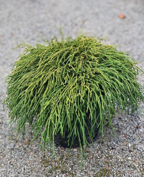 Chamaecyparis pisifera (Кипарисовик горохоплодный)