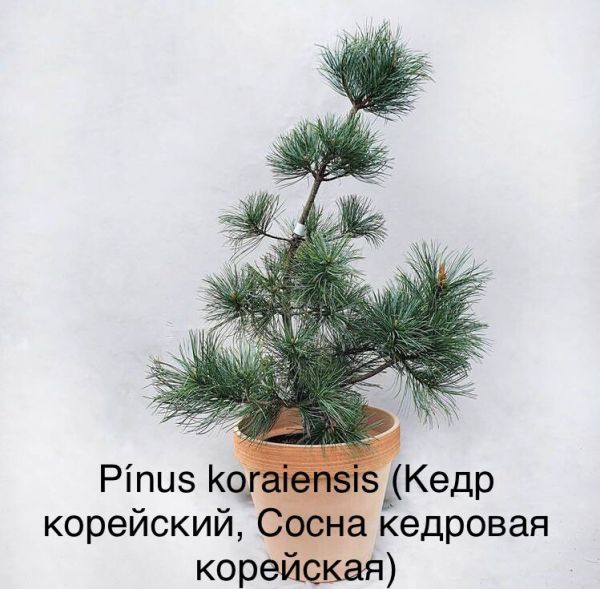 Pínus koraiensis (Кедр корейский, Сосна кедровая корейская)