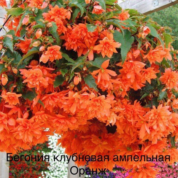 Бегония клубневая ампельная Оранж