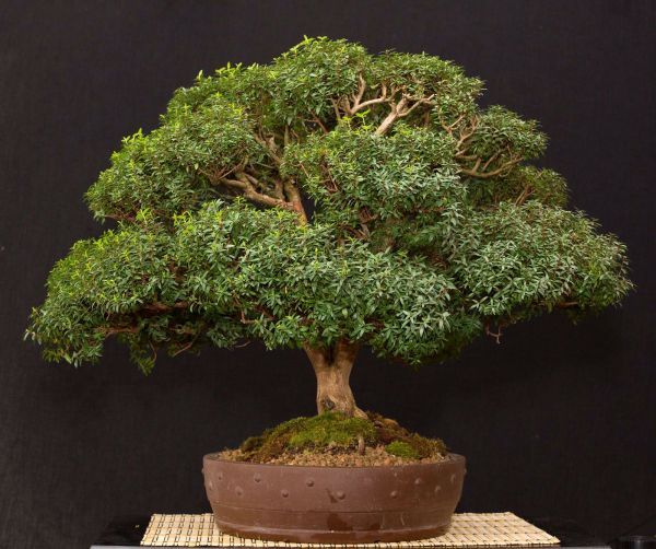 Мирт Адамово дерево