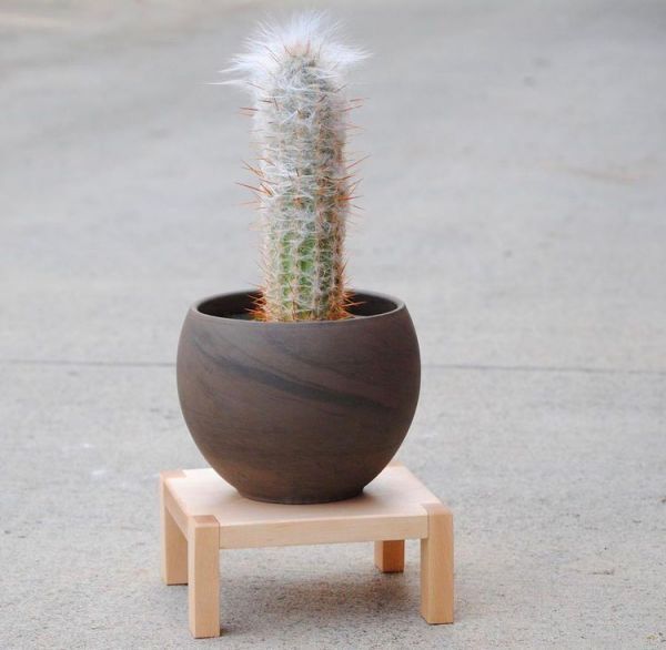 Oreocereus trollii (Ореоцереус Троля)