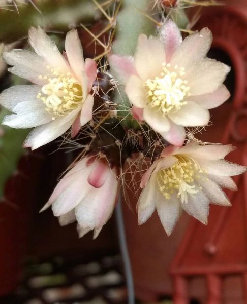 Pfeiffera ianthothele (Пфейфера Иантотеле)