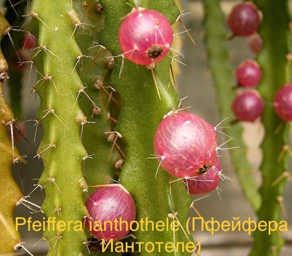 Pfeiffera ianthothele (Пфейфера Иантотеле)