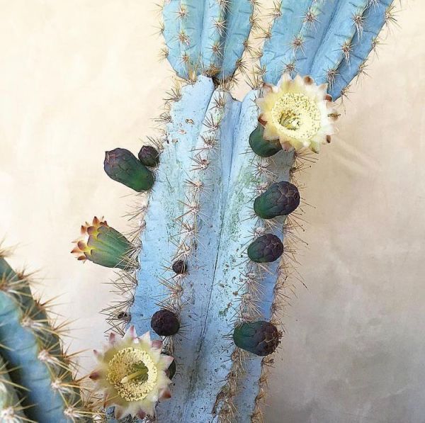 Pilosocereus azureus, Pilosocereus pachycladus (Пилозоцереус Азуреус, Кактус Голубой факел)