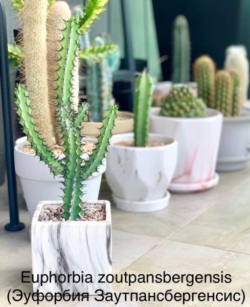 Euphorbia zoutpansbergensis (Эуфорбия Заутпансбергенсис)