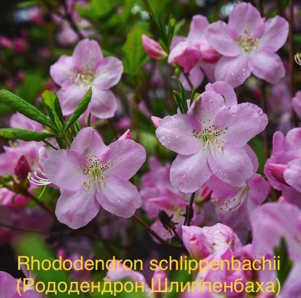 Rhododendron schlippenbachii (Рододендрон Шлиппенбаха)