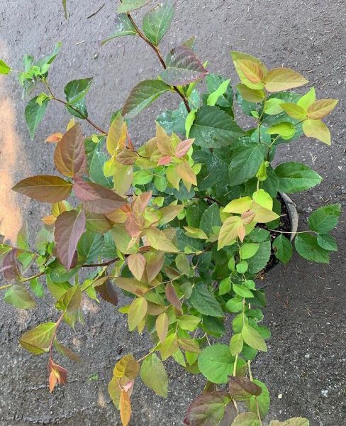 Spiraea media (Спирея средняя)