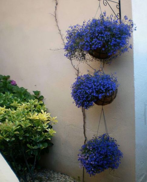 Lobelia erinus (Лобелия эринус, ежевидная, садовая, бордюрная, синяя)