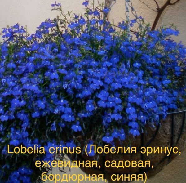 Lobelia erinus (Лобелия эринус, ежевидная, садовая, бордюрная, синяя)