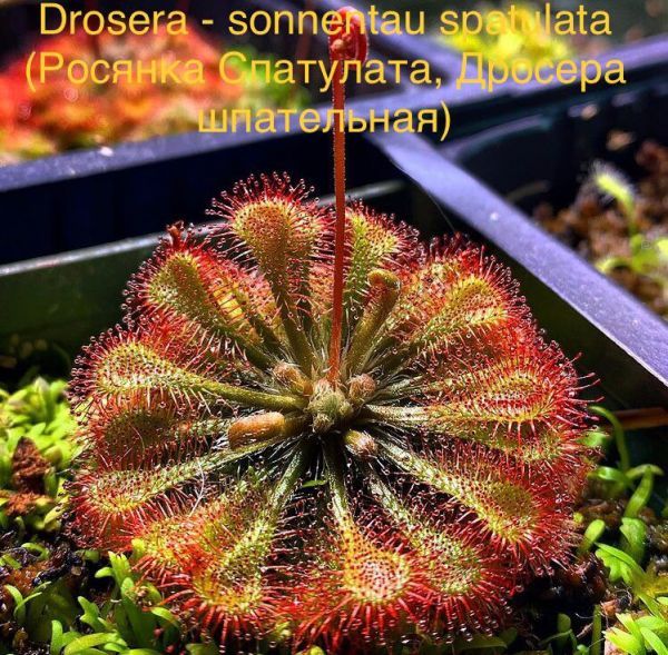 Drosera - sonnentau spatulata (Росянка Cпатулата, Дросера шпательная)