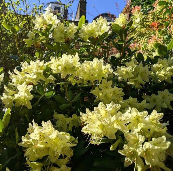 Rhododendron aureum (Рододендрон золотистый)