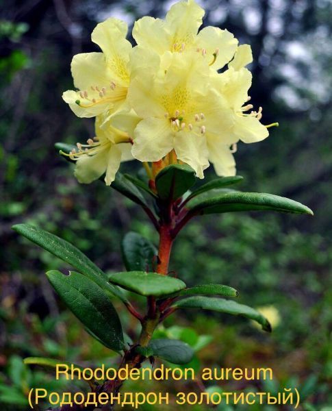 Rhododendron aureum (Рододендрон золотистый)