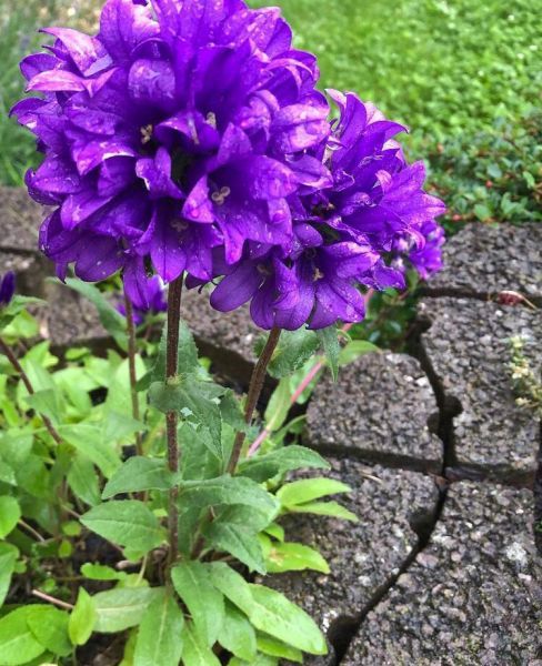 Campanula glomerata (Кампанула скученная)