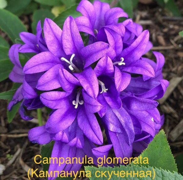 Campanula glomerata (Кампанула скученная)