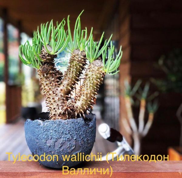 Tylecodon wallichii (Тилекодон Валличи)