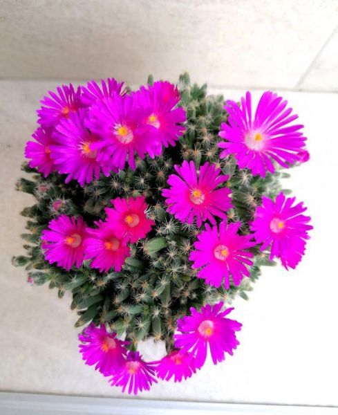 Trichodiadema densum (Триходиадема густая)