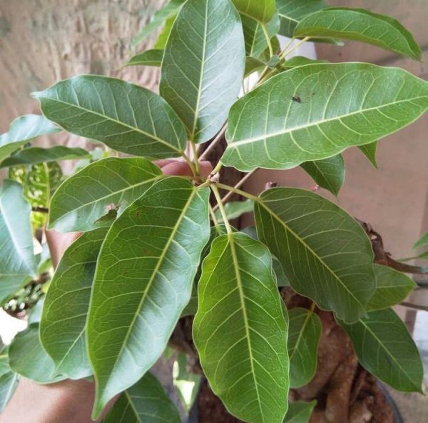 Ficus cordata (Фикус сердцевидный)