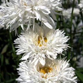 Ромашка многолетняя Crazy Daisy