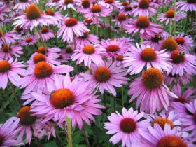 Эхинацея Purpurea
