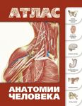 Атлас анатомии человека / Левкин Сергей Сергеевич