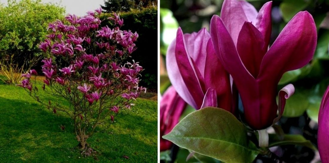 Магнолия liliiflora Nigra