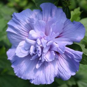 Гибискус сирийский махровый Blue Chiffon