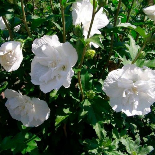 Гибискус сирийский махровый White Chіffon