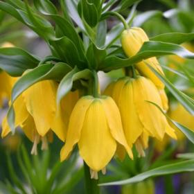 Фритиллярия Lutea