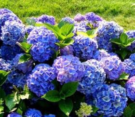 Гортензия Blauer Zwerg