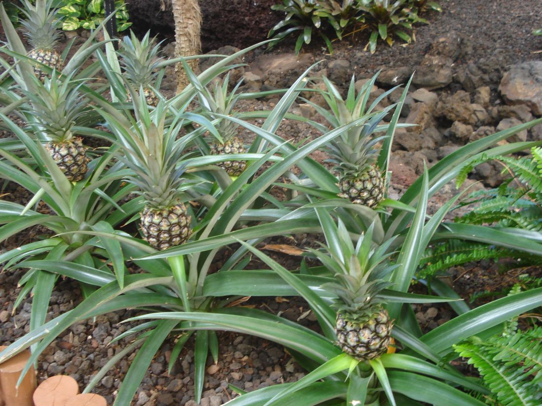 Саженцы Ананаса Карликового Ananas Nanus