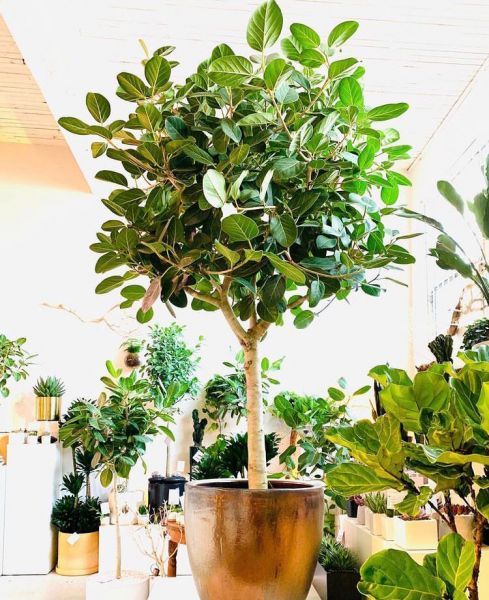 Ficus BENGHALENSIS или Фикус Бенгальский